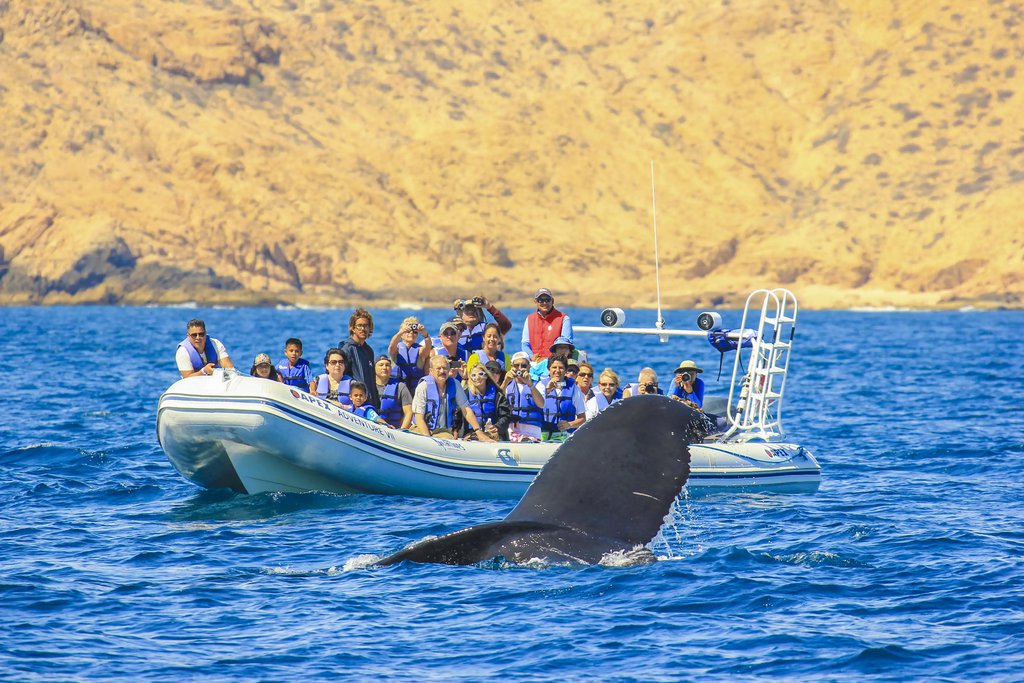 whale watching tour cabo